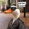 Crazy ducks 19