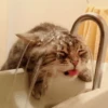 meow 22