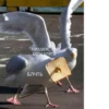 Crazy ducks 20