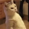 meow 23