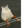 Crazy ducks 23