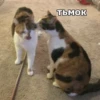 meow 25
