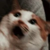 meow 26