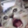 meow 27