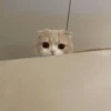 meow 28