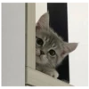 kitty 21