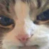 meow 29