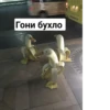 Crazy ducks 26