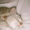 meow 30