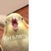 Crazy ducks 28