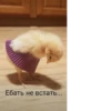 Crazy ducks 29