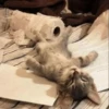cats ❤️ 5