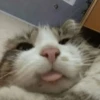 cats ❤️ 6