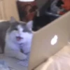 cats ❤️ 8
