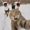 cats ❤️ 9
