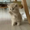cats ❤️ 10