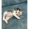 liker killer 19
