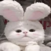 cats ❤️ 20