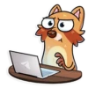 Mr. Raccoon 24