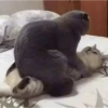 liker killer 23