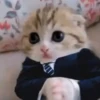 cats ❤️ 30