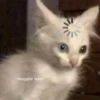 Kit 7
