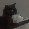 ♡kittens by @whirlpooll♡ 18