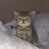 Kit 15