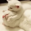 ♡kittens by @whirlpooll♡ 23