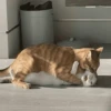 Кошьки @cute_meow_cats 5