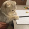 Кошьки @cute_meow_cats 6