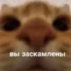 Стики 9746 из @Anonymnyi_chat_bot 8
