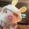 Cerditos 6