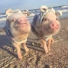 Cerditos 7