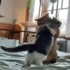 Кошьки @cute_meow_cats 8