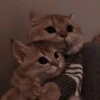 Кошьки @cute_meow_cats 9