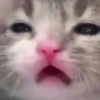Стики 9746 из @Anonymnyi_chat_bot 14