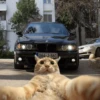 Кошьки @cute_meow_cats 11
