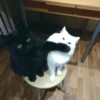 Кошьки @cute_meow_cats 12