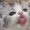 Кошьки @cute_meow_cats 13