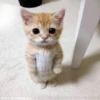 Кошьки @cute_meow_cats 14