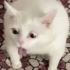 Кошьки @cute_meow_cats 15