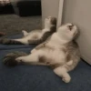Кошьки @cute_meow_cats 16