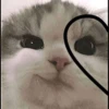 Кошьки @cute_meow_cats 17