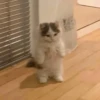 Стики 9746 из @Anonymnyi_chat_bot 21