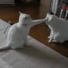 Кошьки @cute_meow_cats 18