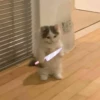 Кошьки @cute_meow_cats 19