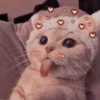Кошьки @cute_meow_cats 20