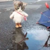 Кошьки @cute_meow_cats 22