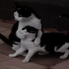 Кошьки @cute_meow_cats 23